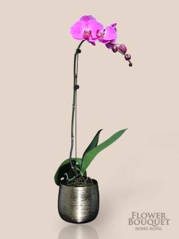 New Year Orchid Tray Single Branch (Taiwan Purple) (Book one day in advance)