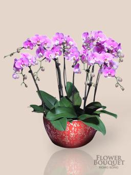 New Year's Orchid Tray 10 stems (Taiwan light pink) (book one day in advance)