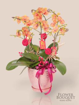 New Year's Orchid Tray 6 stems (Taiwan Golden A) (book one day in advance)