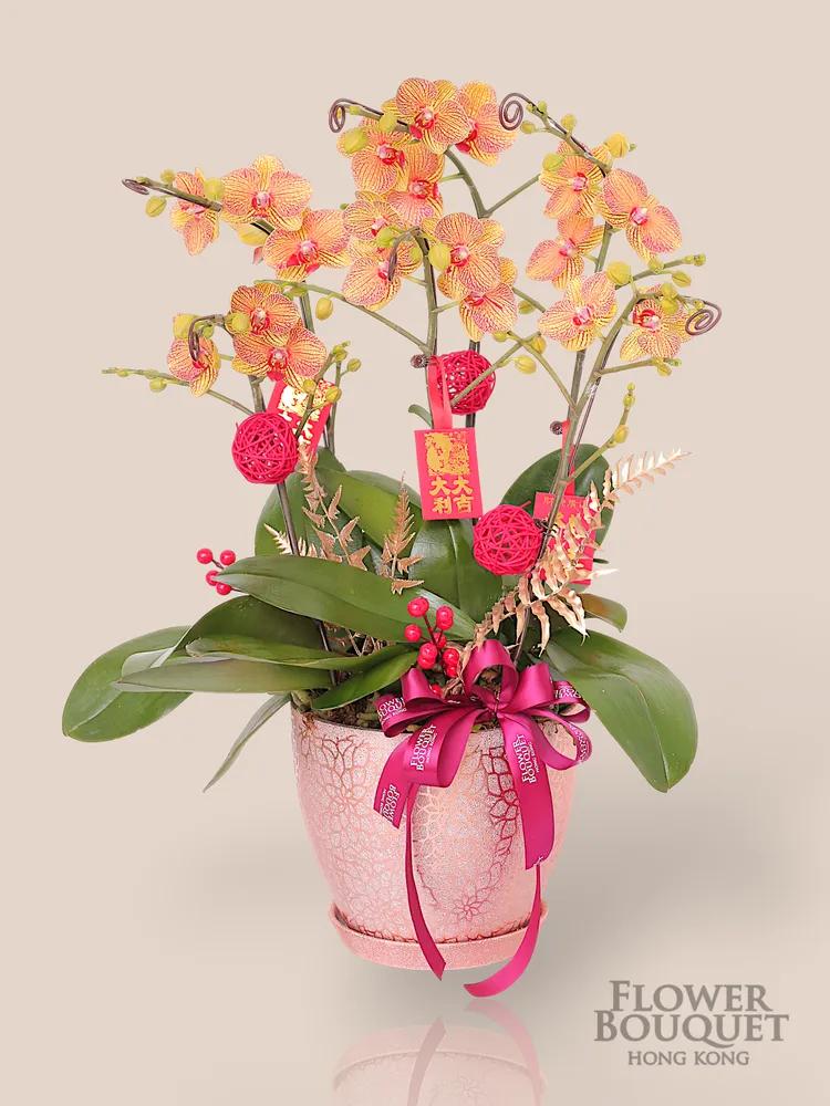 新年 蘭花盤栽 6枝 (台灣黃金甲) (一天前預訂) 新年 蘭花盤栽 6枝 (台灣黃金甲) (一天前預訂)
