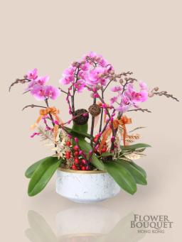 New Year Mini Orchid Tray Liu Chang (Taiwan Light Pink) (Book one day in advance)