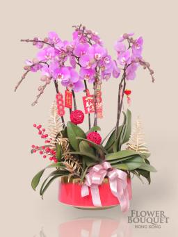 Orchid potted with 6/8 stems (light pink) (reserve one day in advance)