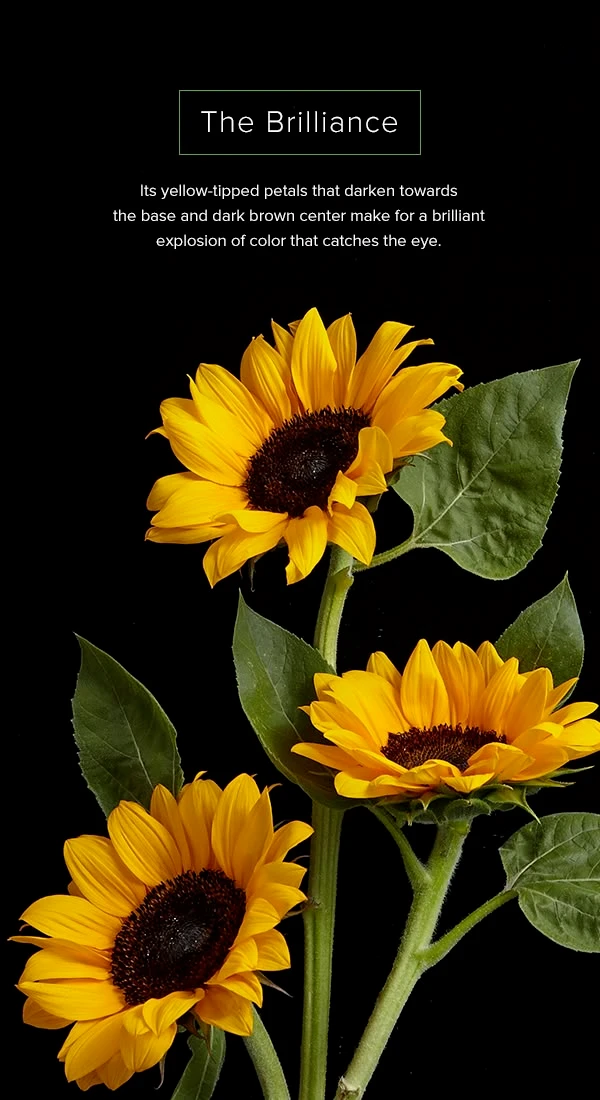 sunflower | sunflower