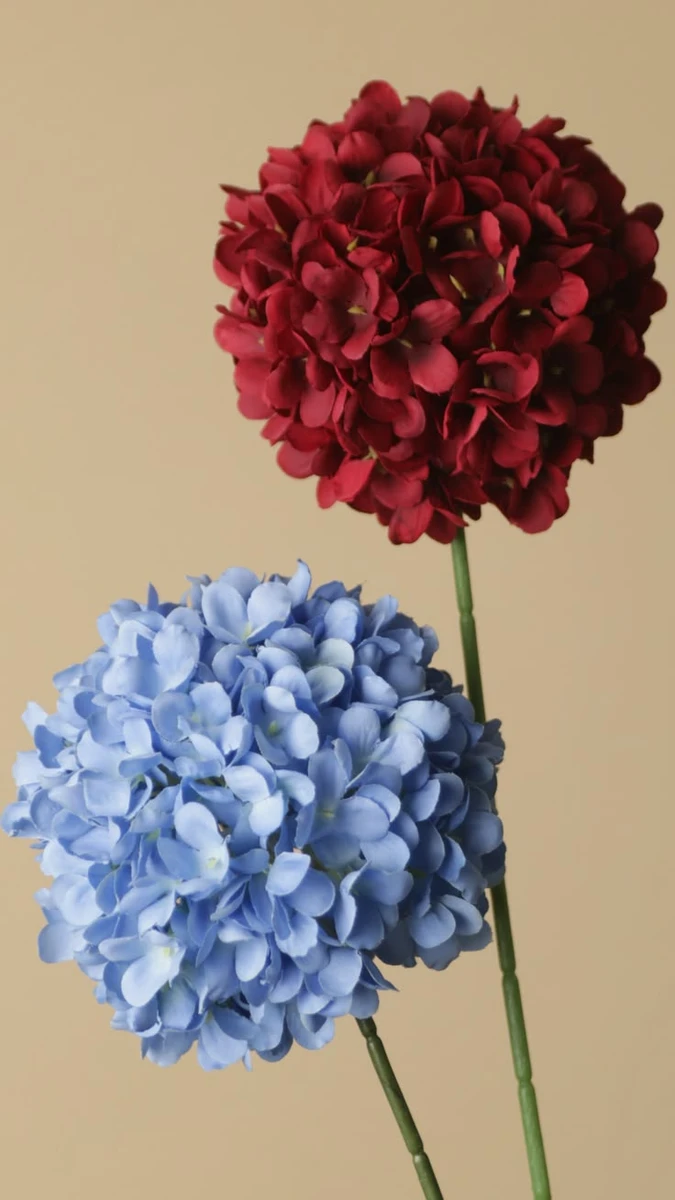 Hydrangea