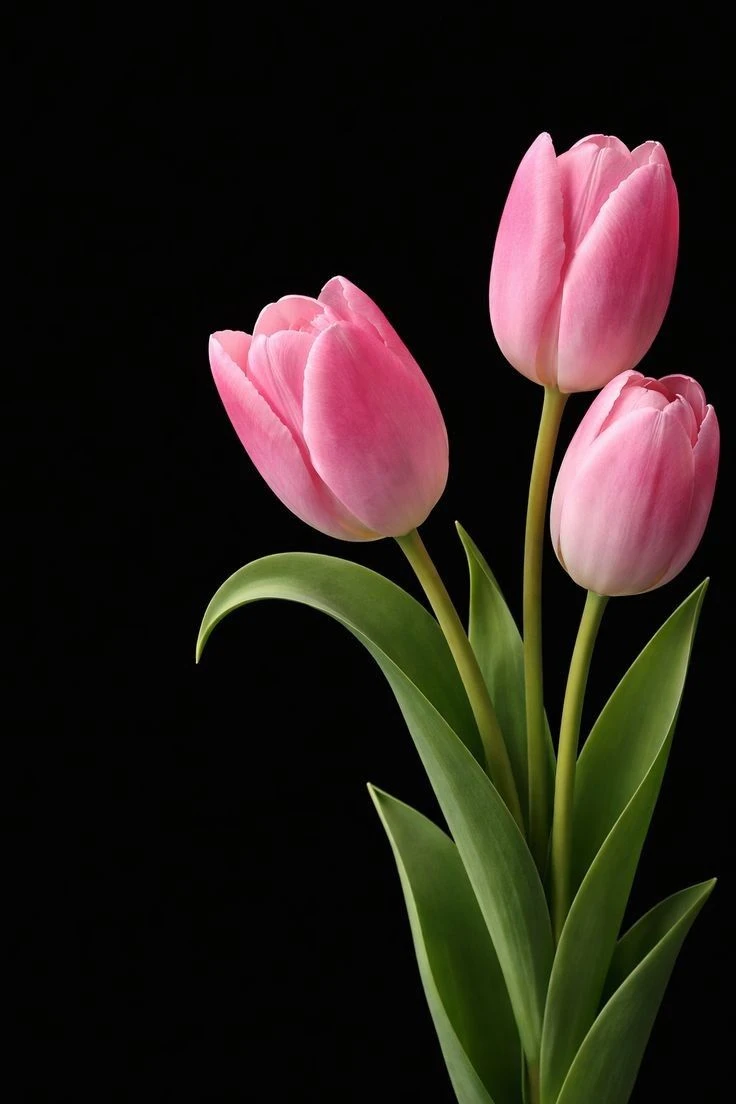 tulip