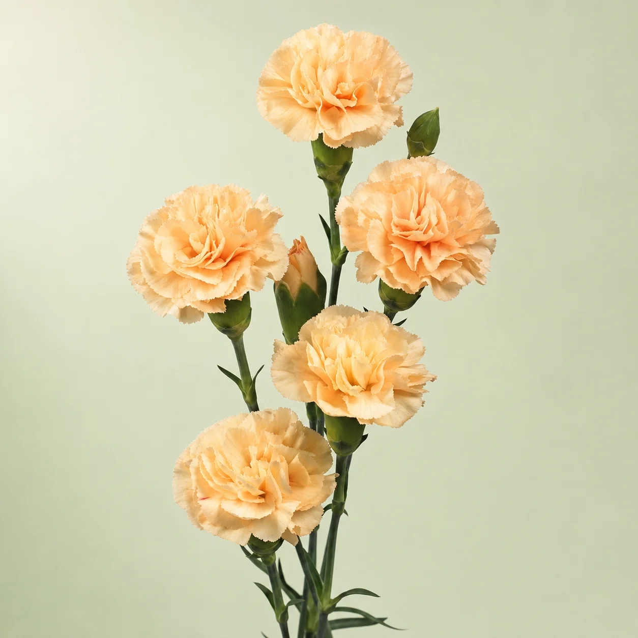 carnation