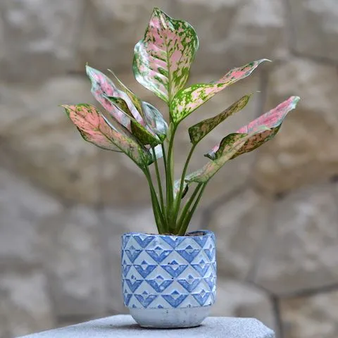 Green potted plants